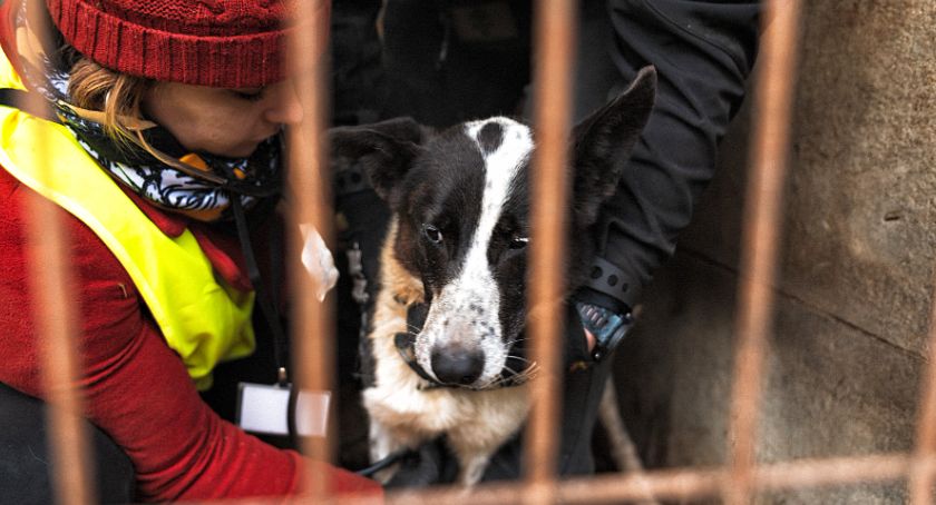 Pogotowie dla Zwierząt: policja w największym schronisku dla psów