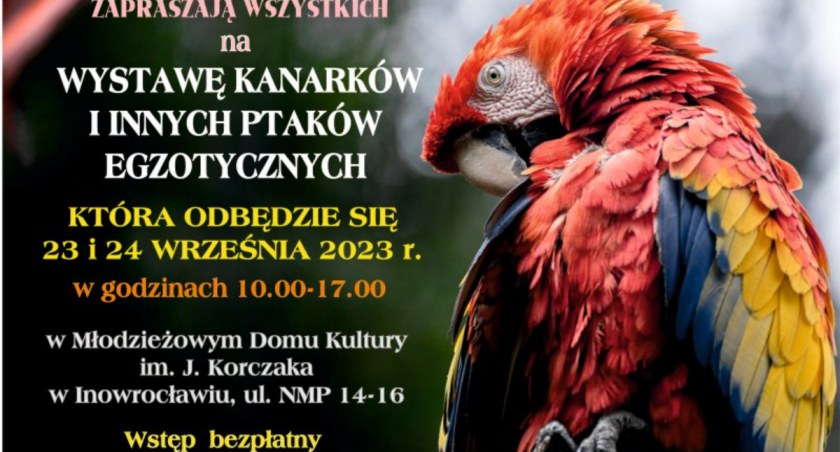 Wystawy, Kanarki ptaki wystawie - zdjęcie, fotografia