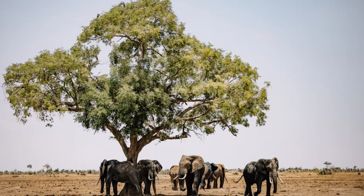 Społeczeństwo2, Zimbabwe można zobaczyć podczas wycieczki - zdjęcie, fotografia