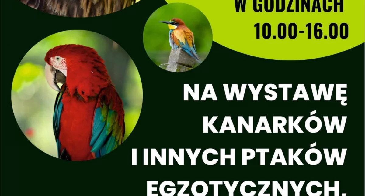 Spotkania, Ptaki egzotyczne ponownie - zdjęcie, fotografia