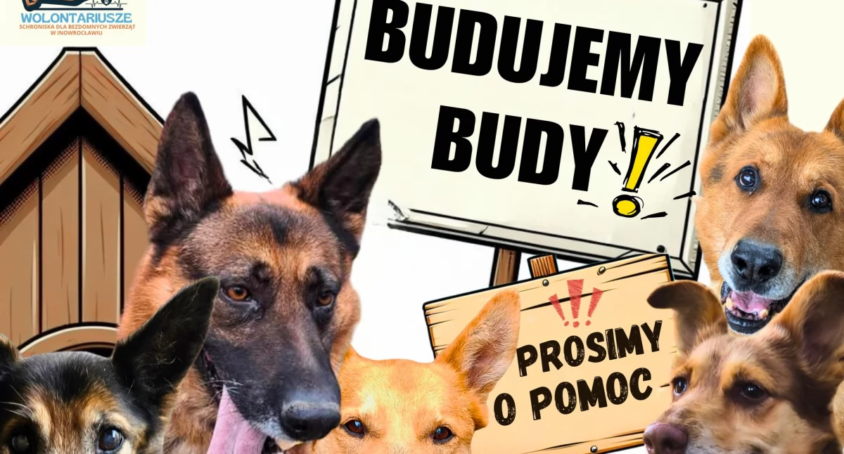 Społeczeństwo2, Schronisko Inowrocław Wolontariat buduje - zdjęcie, fotografia
