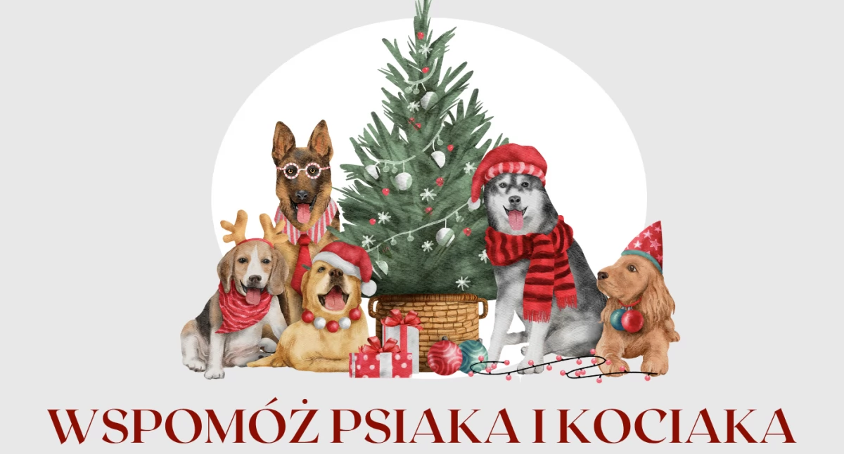 Społeczeństwo2, Wspomóż psiaka kociaka - zdjęcie, fotografia