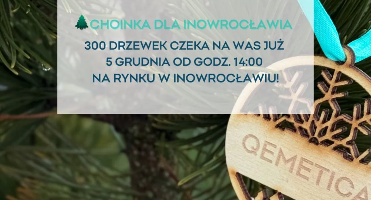 Społeczeństwo2, Choinka QEMETICA świąteczne drzewka ponownie trafią inowrocławskich domów! - zdjęcie, fotografia