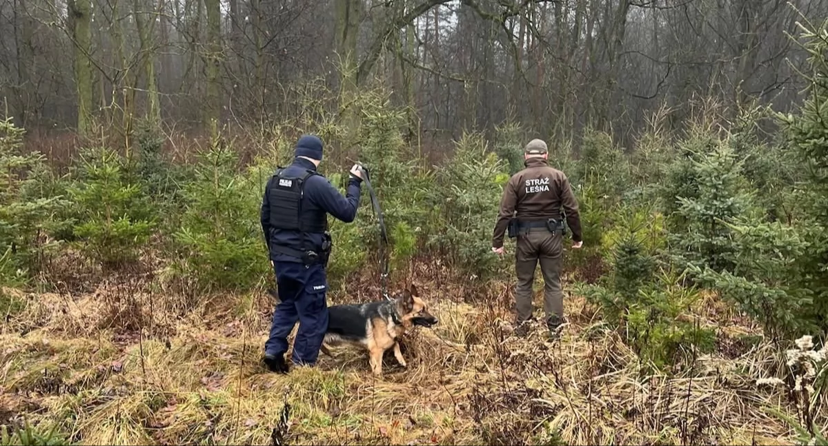 Komunikaty Policja, Działania służb terenach leśnych - zdjęcie, fotografia