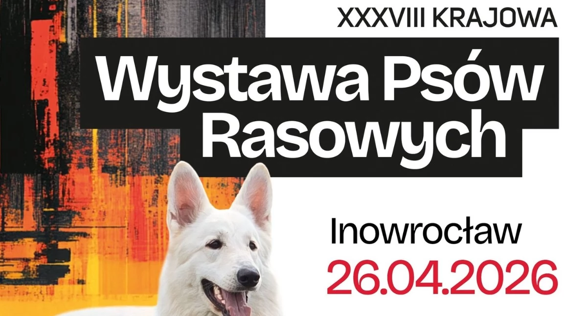 Społeczeństwo2, Inowrocław stolicą czworonogów! Nadchodzi XXXVIII Krajowa Wystawa Psów Rasowych - zdjęcie, fotografia