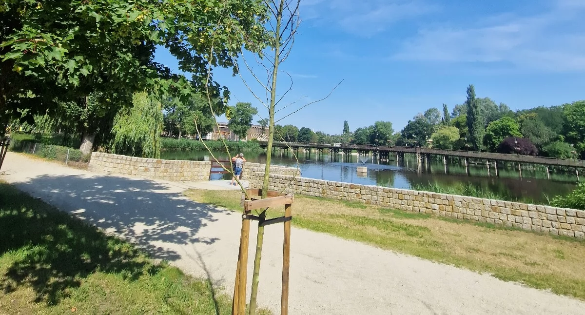 Samorząd, Kilkadziesiąt suchych kikutów Solankach  tak marnotrawi pieniądze podatników - zdjęcie, fotografia