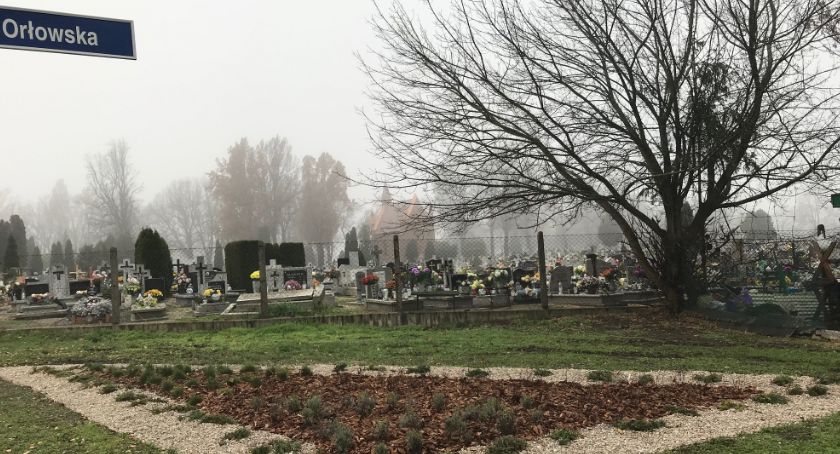 Nowe nasadzenia na terenie miasta