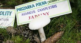 zdjęcie nr 9