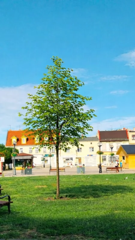 Lipa dla Anny Samsickiej. Radny proponuje symbol pamięci i sprzeciwu wobec hejtu w sercu Inowrocławia