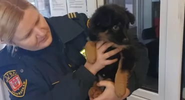 Znaleziony szczeniak przy ul. Pakoskiej 7 